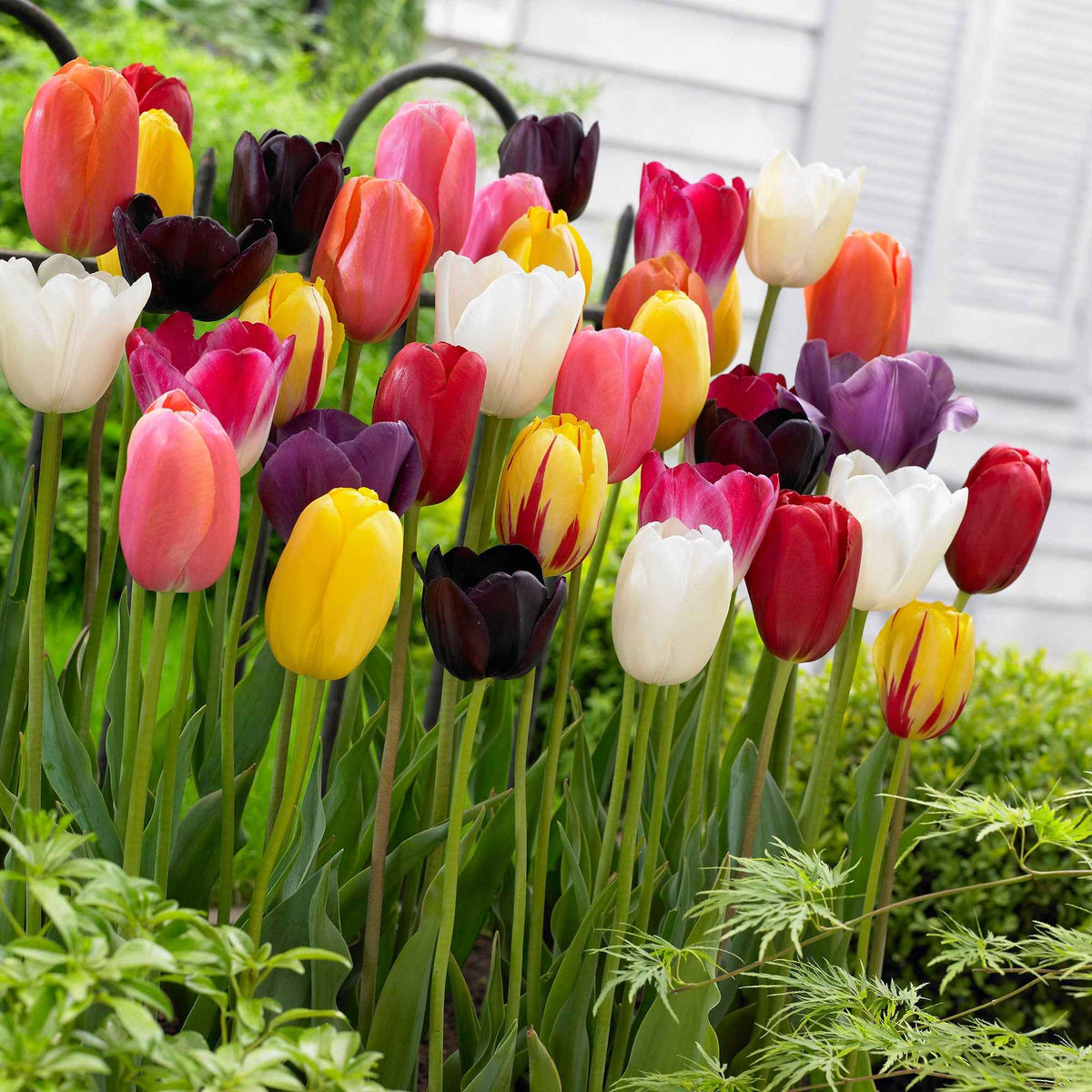 Langstielige Tulpen Mischung - Bakker
