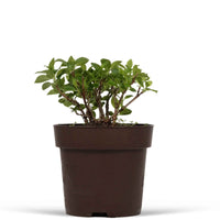 Rispenhortensie 'Switch Ophelia'® - Hydrangea paniculata 'switch ophelia'® - Hortensien