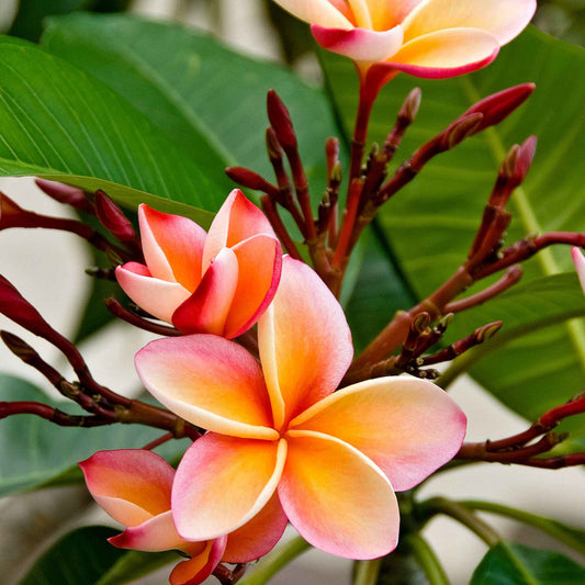 Frangipani Tempelblume Plumeria rubra Rosa - Bakker