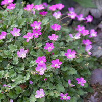 Reiherschnabel 'Bishopsform' - Erodium variabile bishops form - Gartenpflanzen