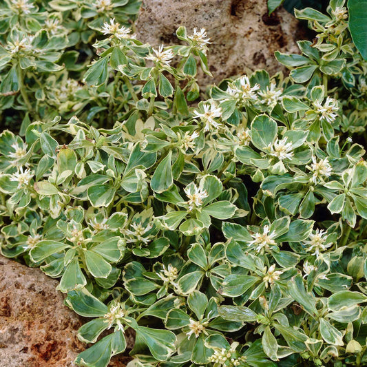 Dickmännchen 'Green Carpet' (x3) - Pachysandra terminalis green carpet - Gartenpflanzen