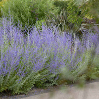 Blauraute 'Blue Spire' - Perovskia atriplicifolia blue spire - Gartenpflanzen