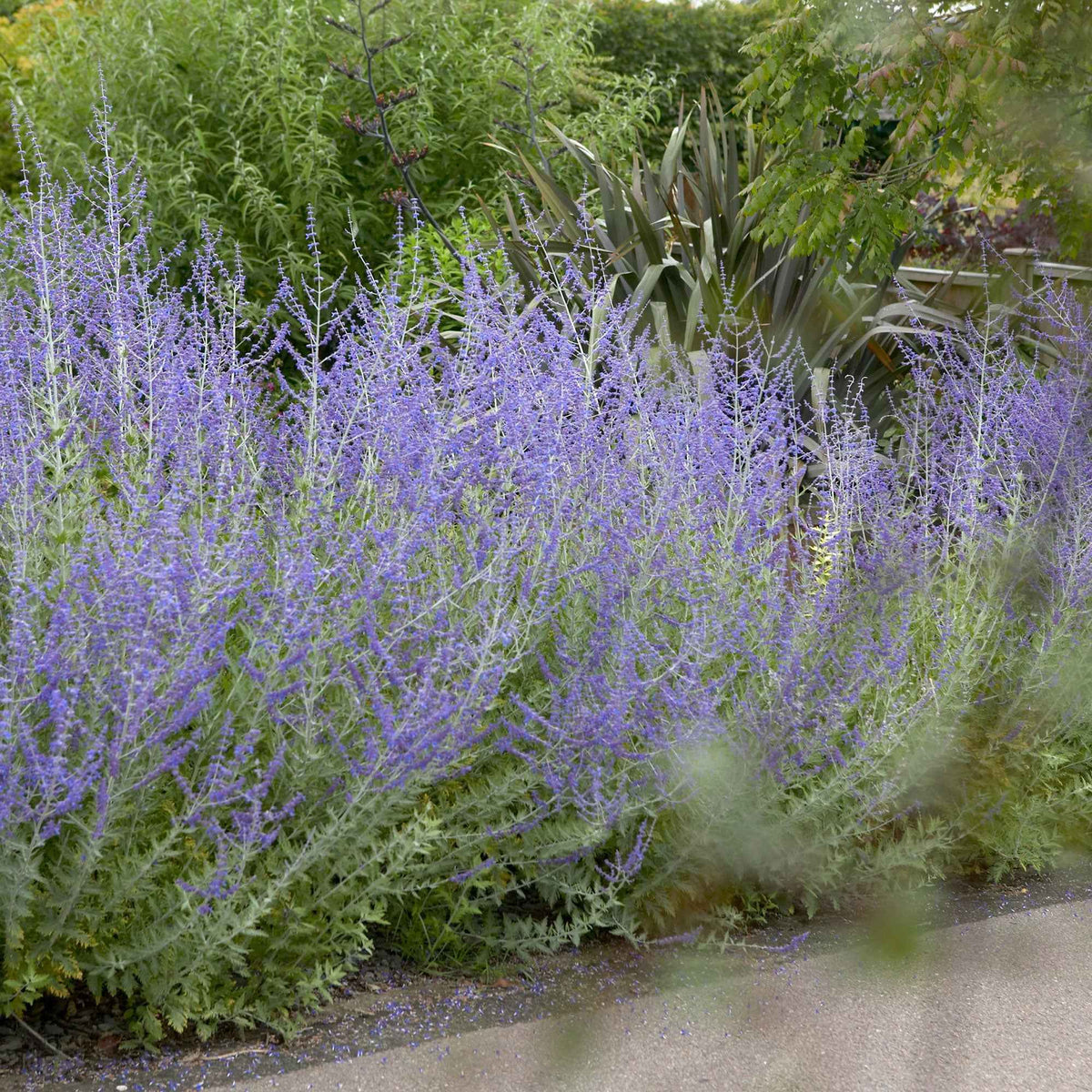 Blauraute 'Blue Spire' - Bakker