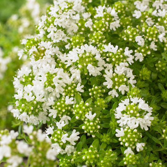 Frühblühender Thymian 'Albiflorus' - Bakker