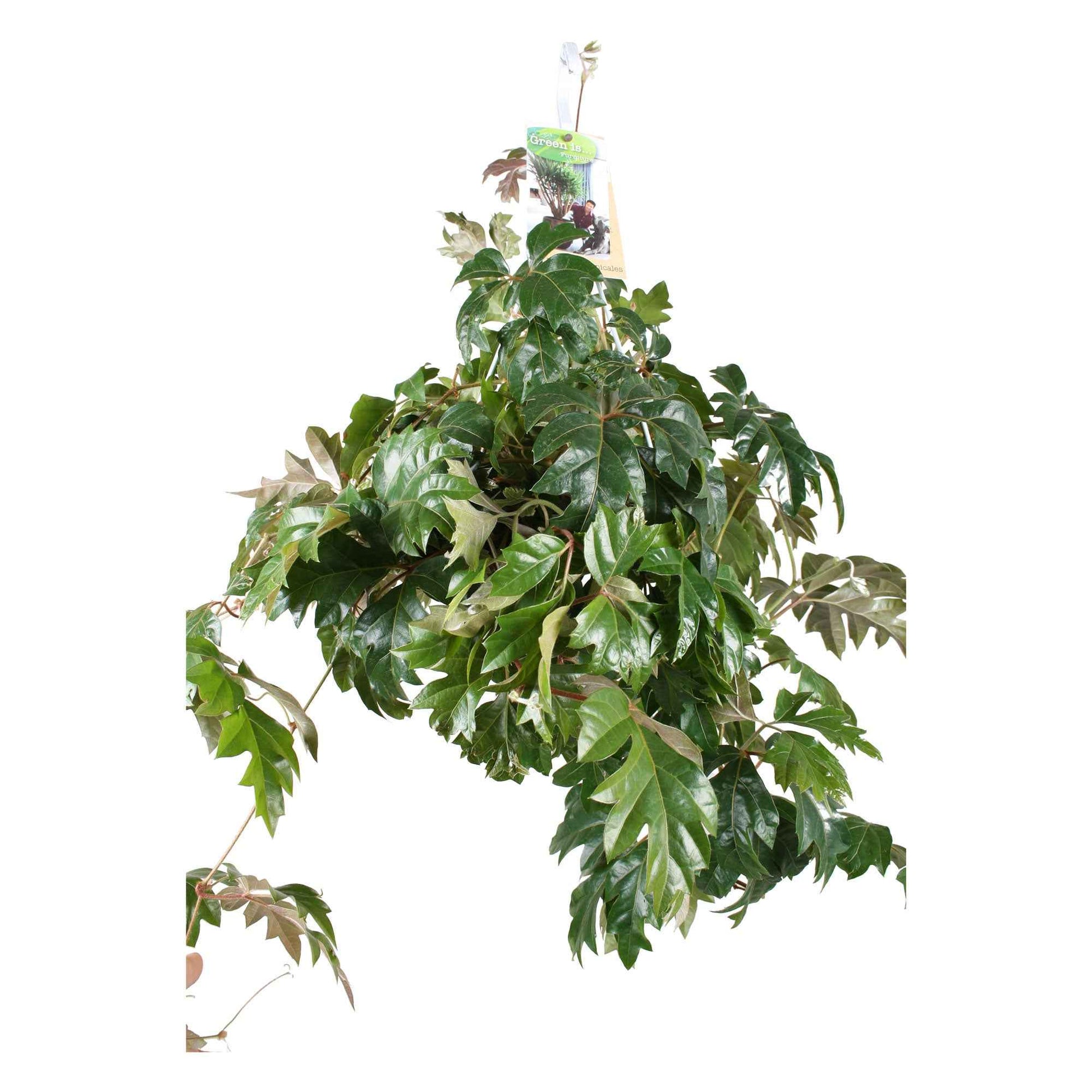 Zimmerrebe 'Ellen Danica' - Cissus ellen danica - Grüne Zimmerpflanzen