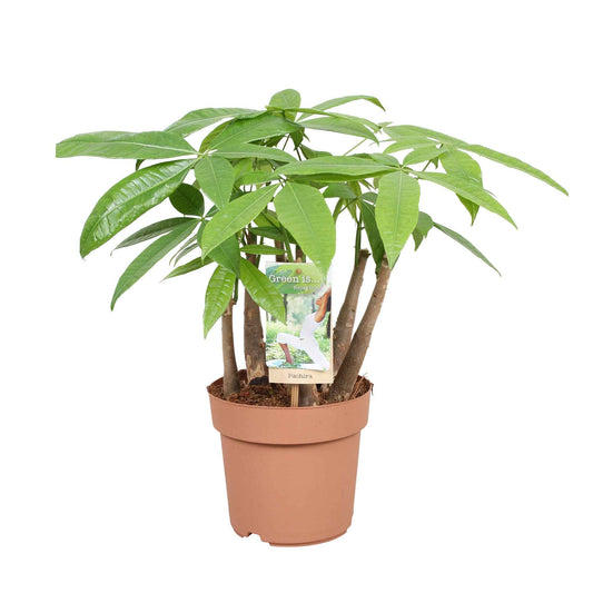 Glückskastanie - Bakker