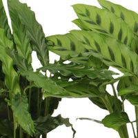 Calathea Mischung (x4) - Calathea 'eldergrass', 'blue grass', 'leopardina', 'mauiqueen'