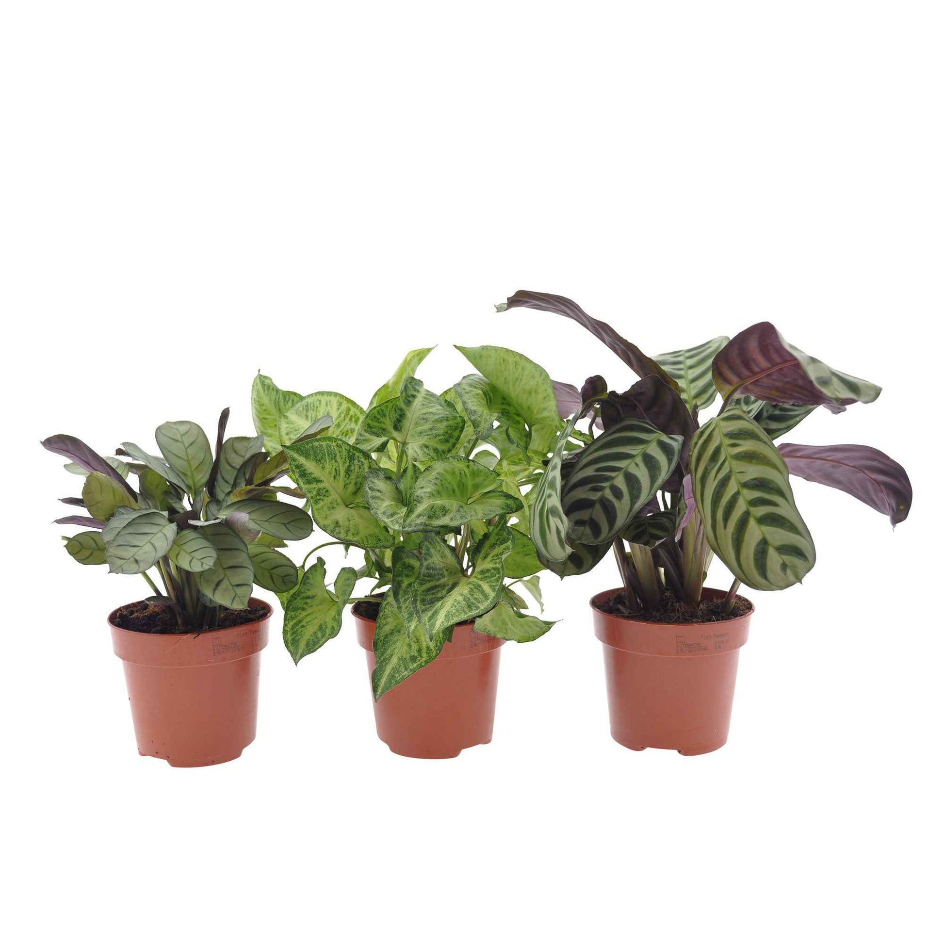 Blattmaserungen von Zimmerpflanzen Mischung (x3) - Ctenanthe burle marxii, ctenanthe amagris, syngonium pixie® - Zimmerpflanzen