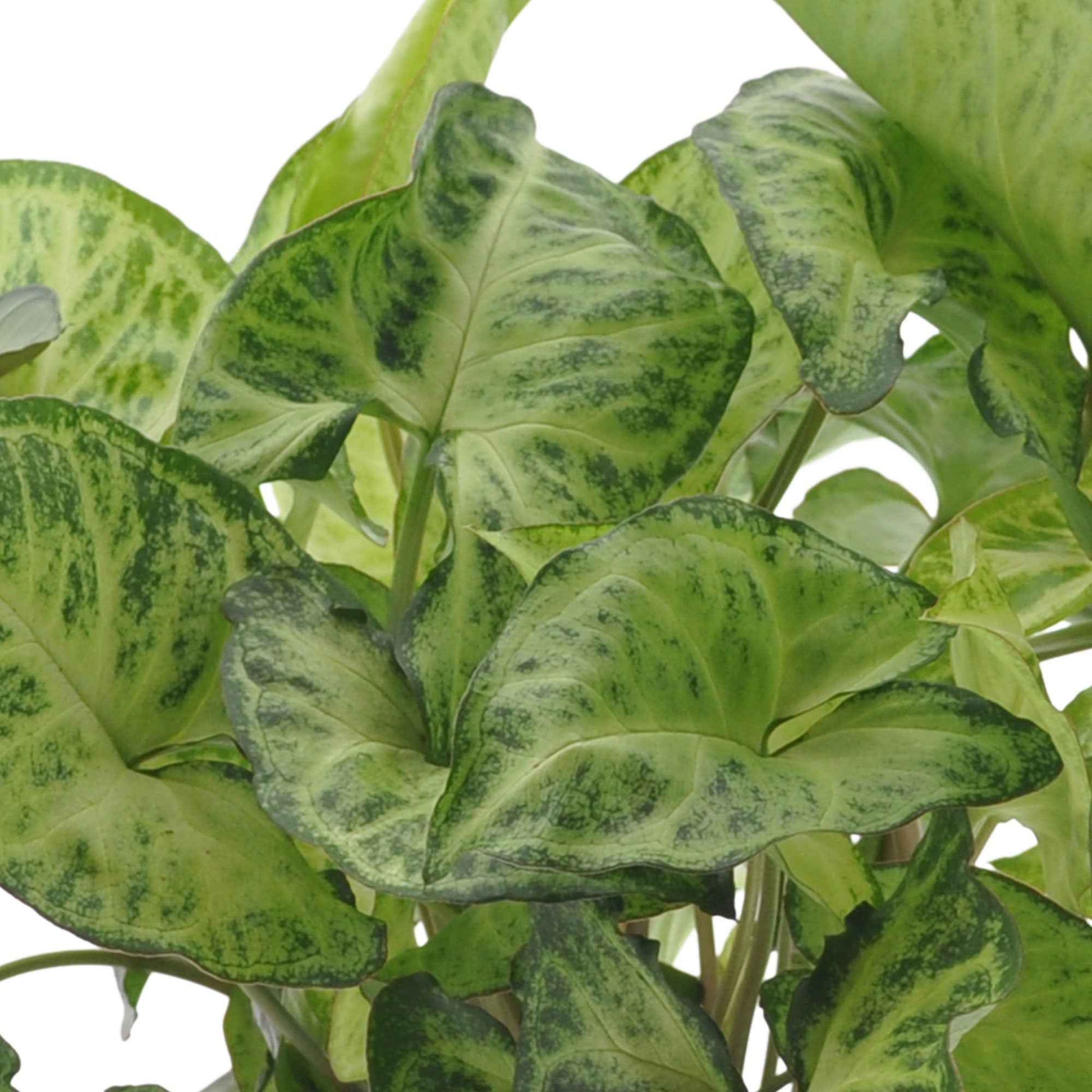 Blattmaserungen von Zimmerpflanzen Mischung (x3) - Ctenanthe burle marxii, ctenanthe amagris, syngonium pixie® - Zimmerpflanzen mit Blattzeichnung