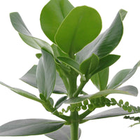 Pflanzenmischung für Schlafzimmer - Clusia rosea princess,  nephrolepis duffi, sansevieria - Schlafzimmerpflanzen