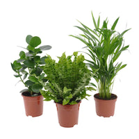 Luftreinigende Zimmerpflanzen Mischung (x3) - Clusia, Asplenium 'Crispy Wave', Dypsis - Zimmerpflanzen