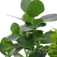 Luftreinigende Zimmerpflanzen Mischung (x3) - Clusia, Asplenium 'Crispy Wave', Dypsis - Zimmerpflanzen Sets