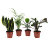 Pflegeleichte Zimmerpflanzen Mischung (x4) -  clusia, chamaedorea, ctenanthe burle marxii, sansevieria - Zimmerpflanzen