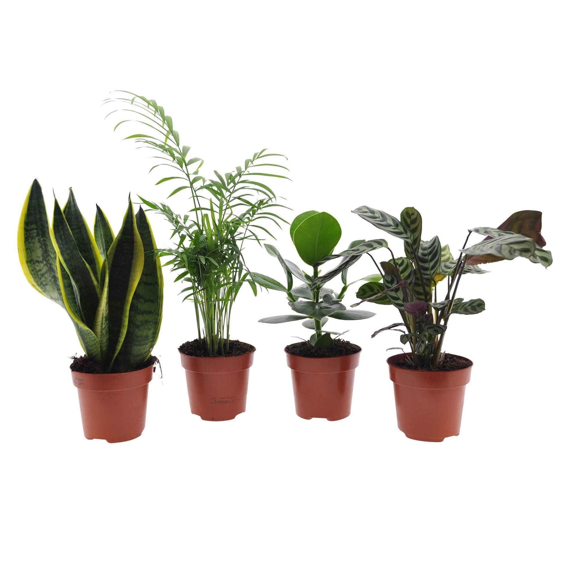 Kaufen Sie jetzt Zimmerpflanze 4x Pflegeleichte Zimmerpflanzen - Mischung  grün-lila