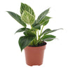 Baumfreund White Wave' - Philodendron white wave - Zimmerpflanzen