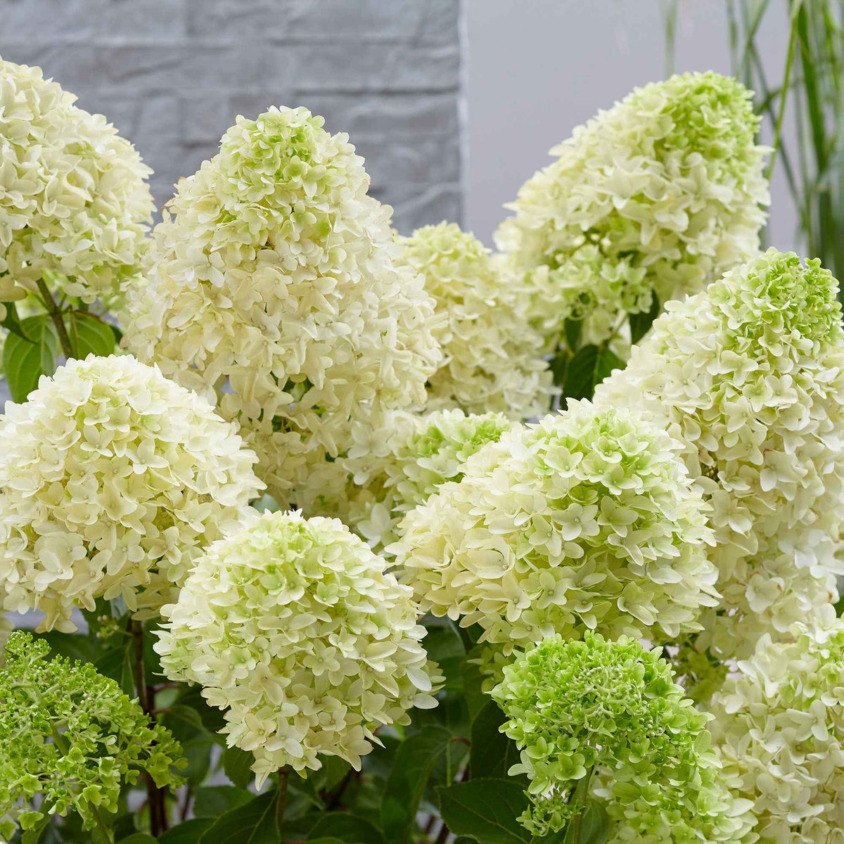 Rispenhortensie - Rispenhortensie 'Skyfall' - Hydrangea paniculata skyfall
