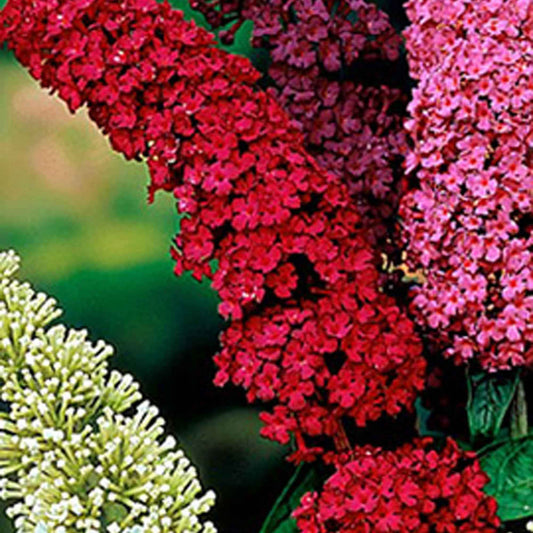 Schmetterlingsflieder Buddleja 'Royal Red' - Buddleja davidii royal red - Gartenpflanzen