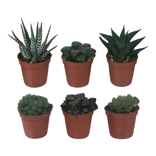 Haworthia Mischung - Bakker