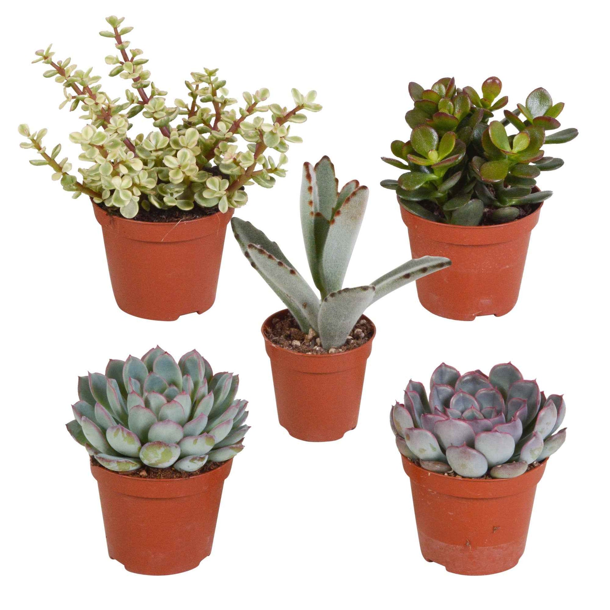 Sukkulenten Mischung - Crassula , 2 Echeveria , Portulacaria Afra, Kalanchoe Tomentosa