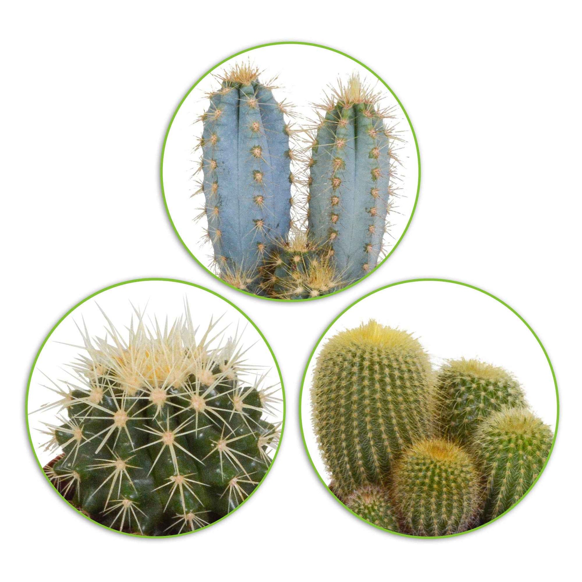 Kaktus Mischung (x3) -  eriocactus, pilosocereus, echinocactus - Zimmerpflanzen Sets