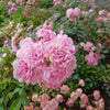 Bodendeckende Rose 'The Fairy' - Rosa the fairy rose, rosa perle rose - Gartenpflanzen
