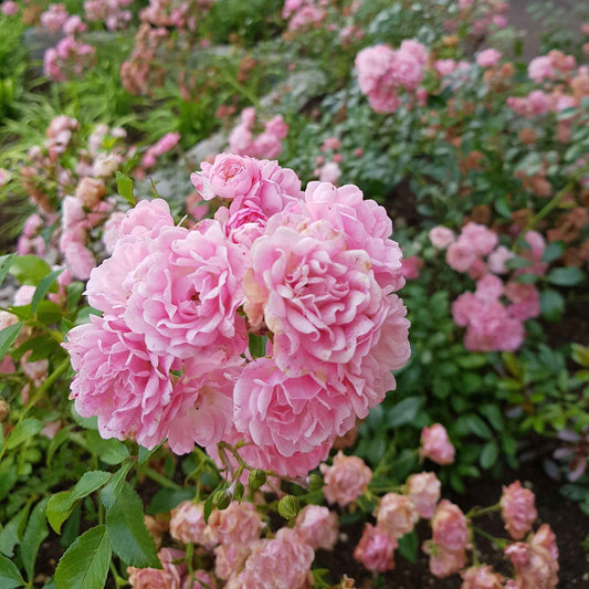 Bodendeckende Rose 'The Fairy' - Rosa the fairy rose, rosa perle rose - Gartenpflanzen