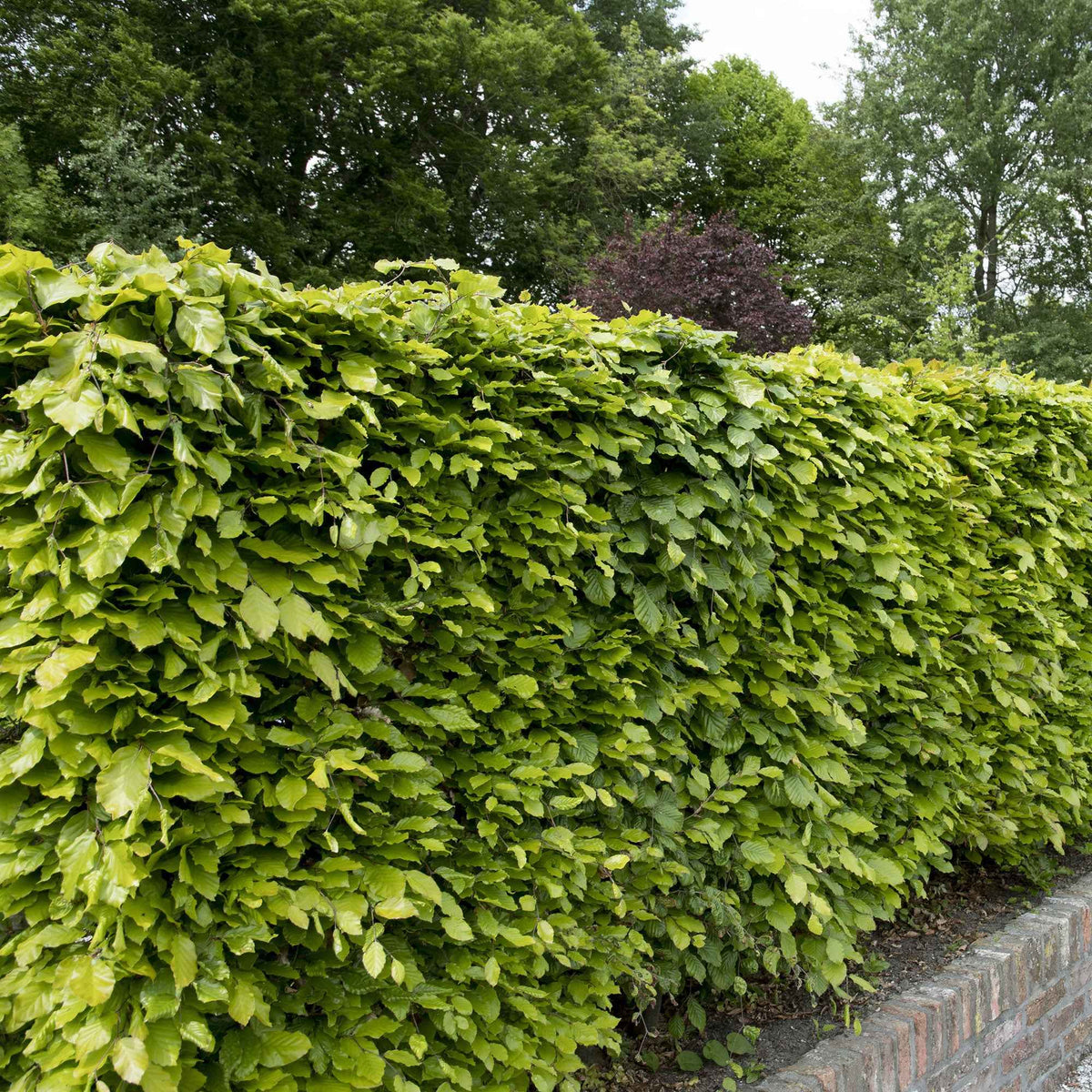 Rotbuche - Fagus sylvatica - Bakker