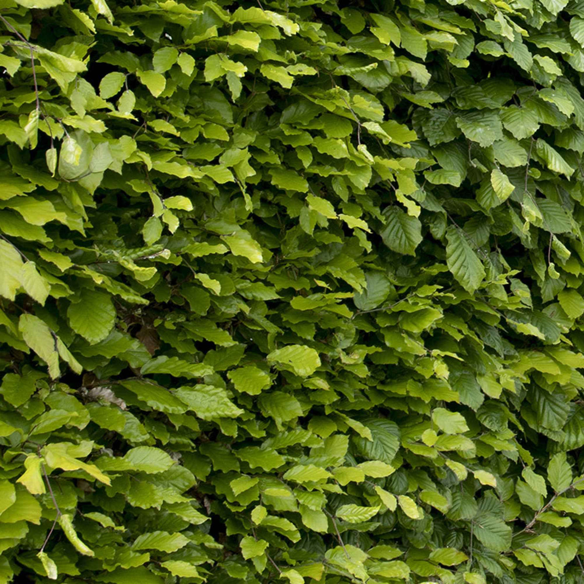 Buche - Rotbuche - Fagus sylvatica