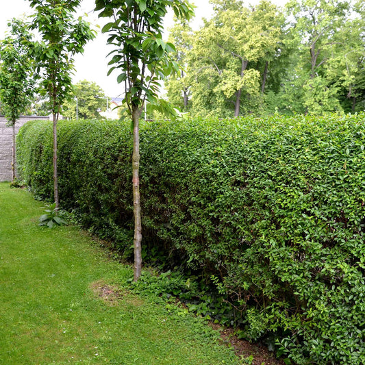 Immergrüne Rainweide Ligustrum ovalifolium - Winterhart - Bakker