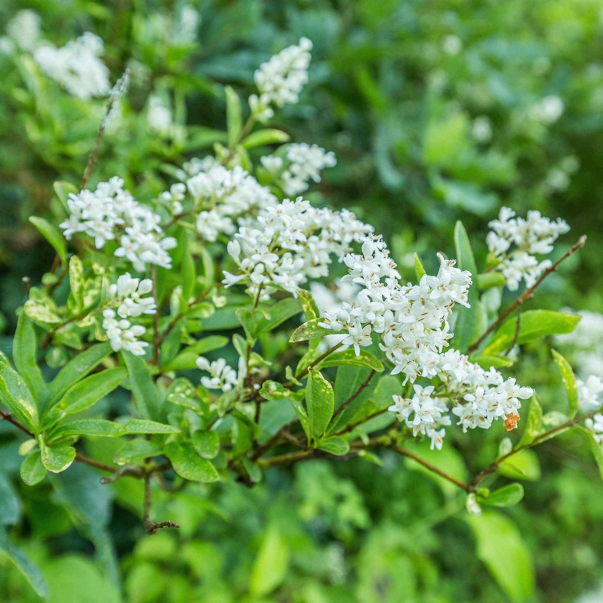 Kalifornischer Liguster - Ligustrum ovalifolium