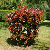 Glanzmispel 'Red Robin' (x3) - Photinia fraseri Red Robin - Gartenpflanzen