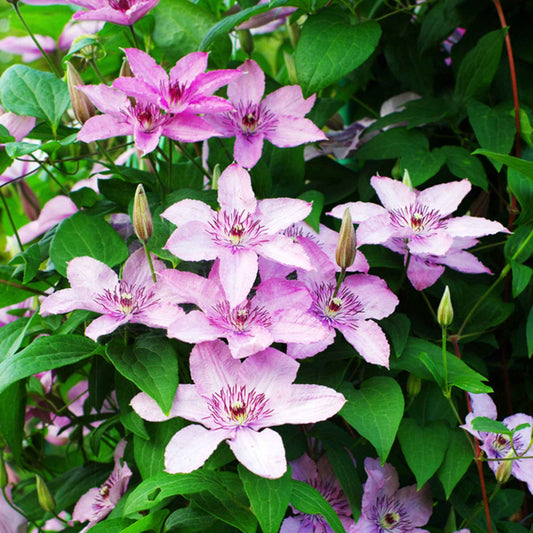 Waldrebe 'Hagley' - Clematis 'hagley hybrid' - Gartenpflanzen