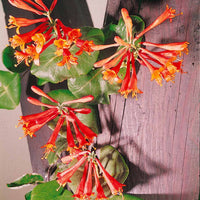 Lonicera 'Dropmore Scarlet' - Lonicera brownii Dropmore Scarlet - Kletterpflanzen