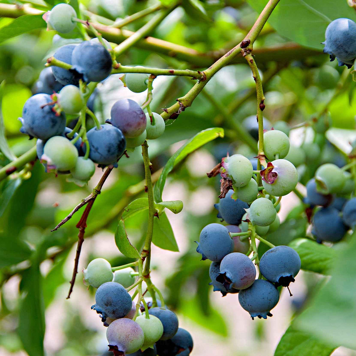 Blaubeere 'Little Blue Wonder' - Bakker