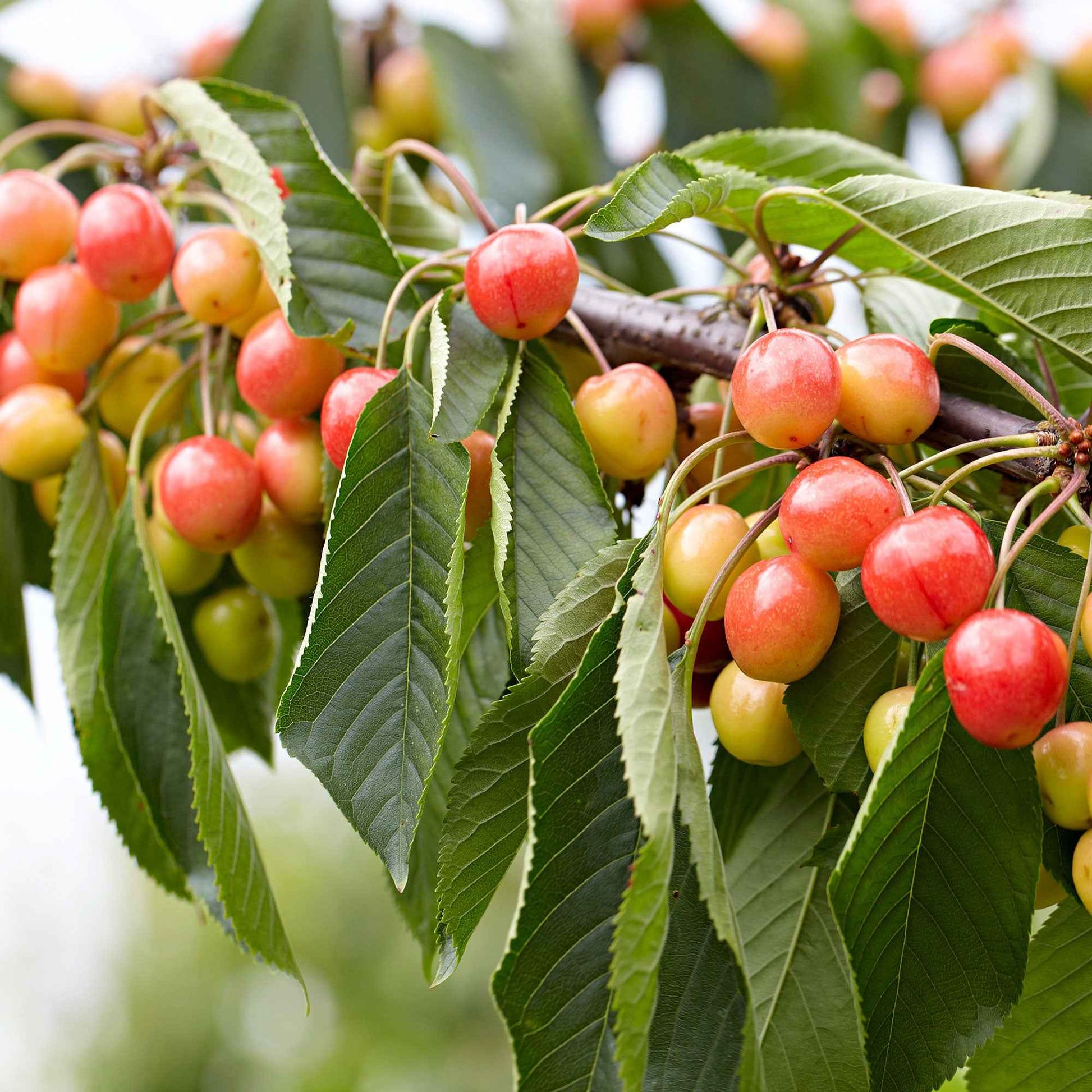 Minikirschen (Burlat, Van, Napoleon) (x3) - Prunus avium van, napoleon, burlat - Kirschen