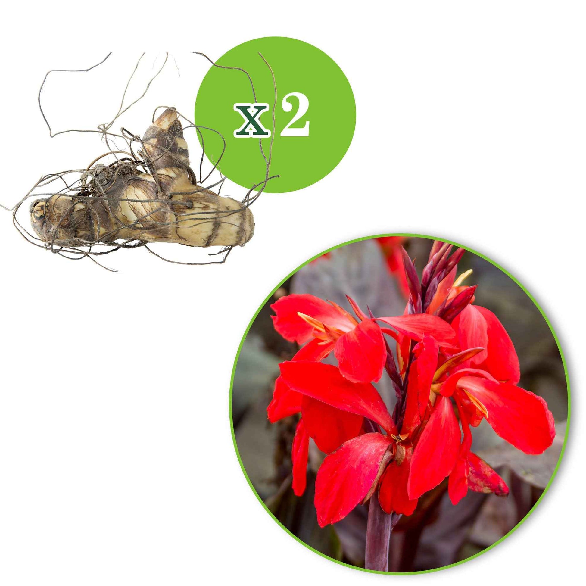 Indisches Blumenrohr 'Red Futurity' (x2) - Canna 'red futurity' - Blumenzwiebeln Sommerblüher