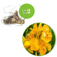 Indisches Blumenrohr 'Tropical Yellow' (x2) - Canna 'tropical yellow' - Blumenzwiebeln Sommerblüher