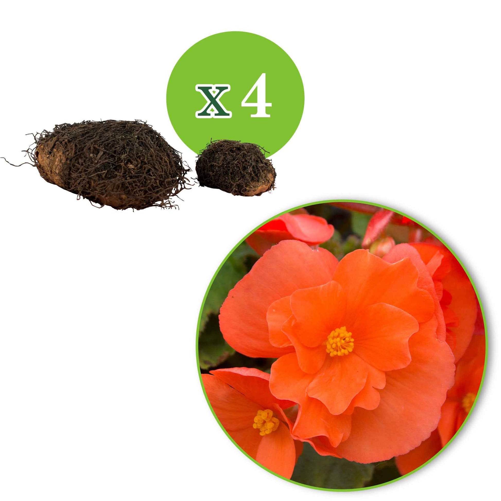 Knollenbegonie orange (x4) - Begonia pendula - Blumenzwiebeln Sommerblüher