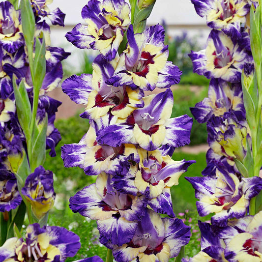 Gladiole 'Circus Club' (x25) - Bakker