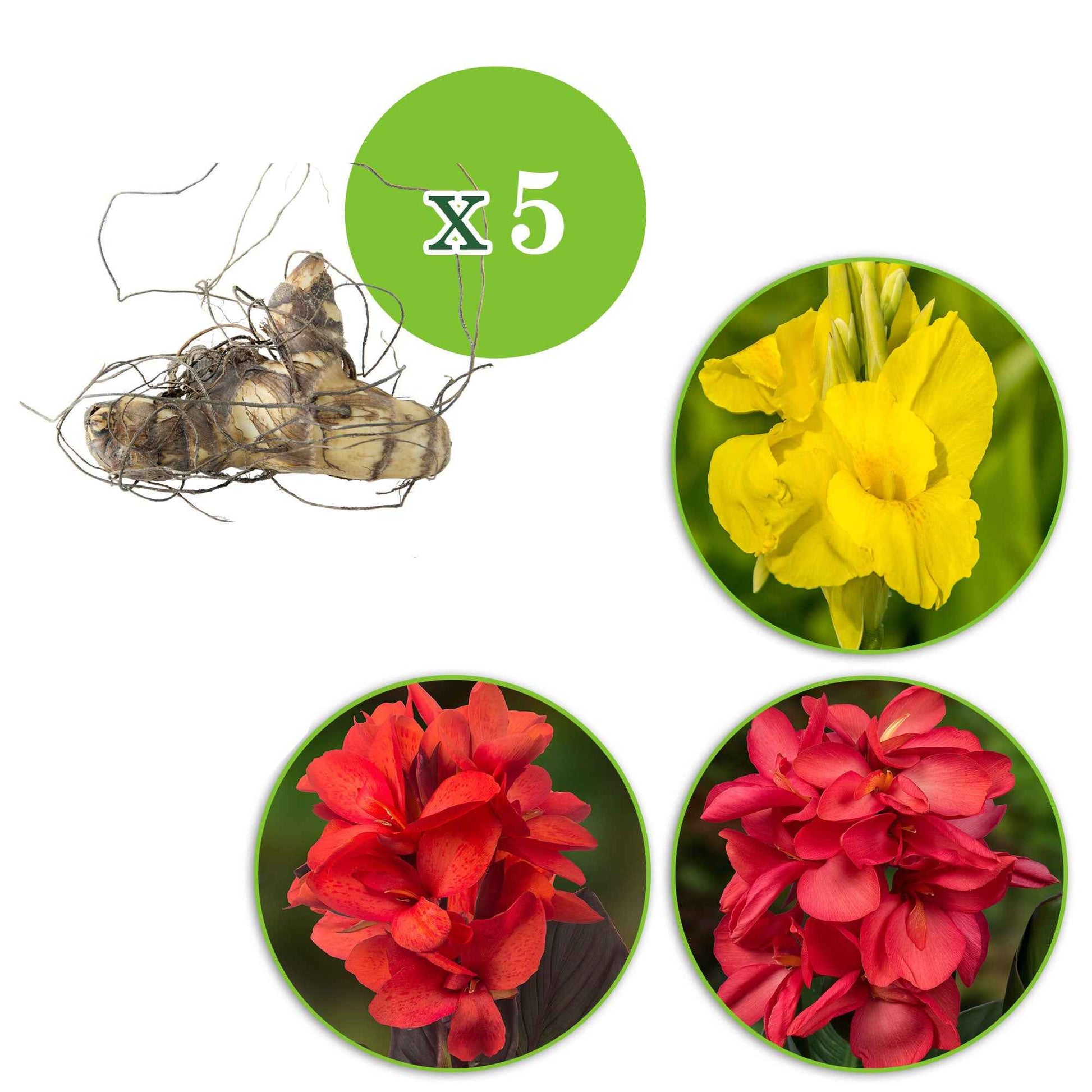 Indisches Blumenrohr Mischung (x5) - Canna 'richard wallace','red dazzler','city of portland' - Blumenzwiebel-pakete