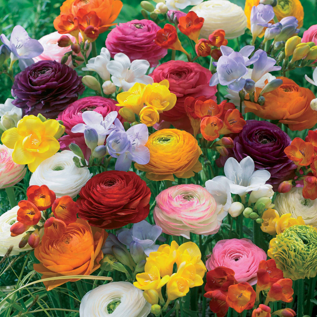 Blumenzwiebeln Sommerblüher Online kaufen auf