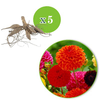 Dahlien 'Ball' Mischung Biologisch (x5) - Dahlia 'ball' - Blumenzwiebeln Sommerblüher