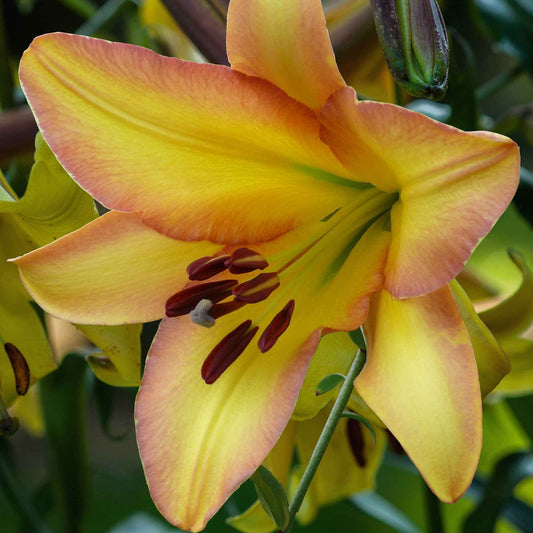 Lilie 'Rising Moon' (x5) - Lilium 'rising moon' - Blumenzwiebeln