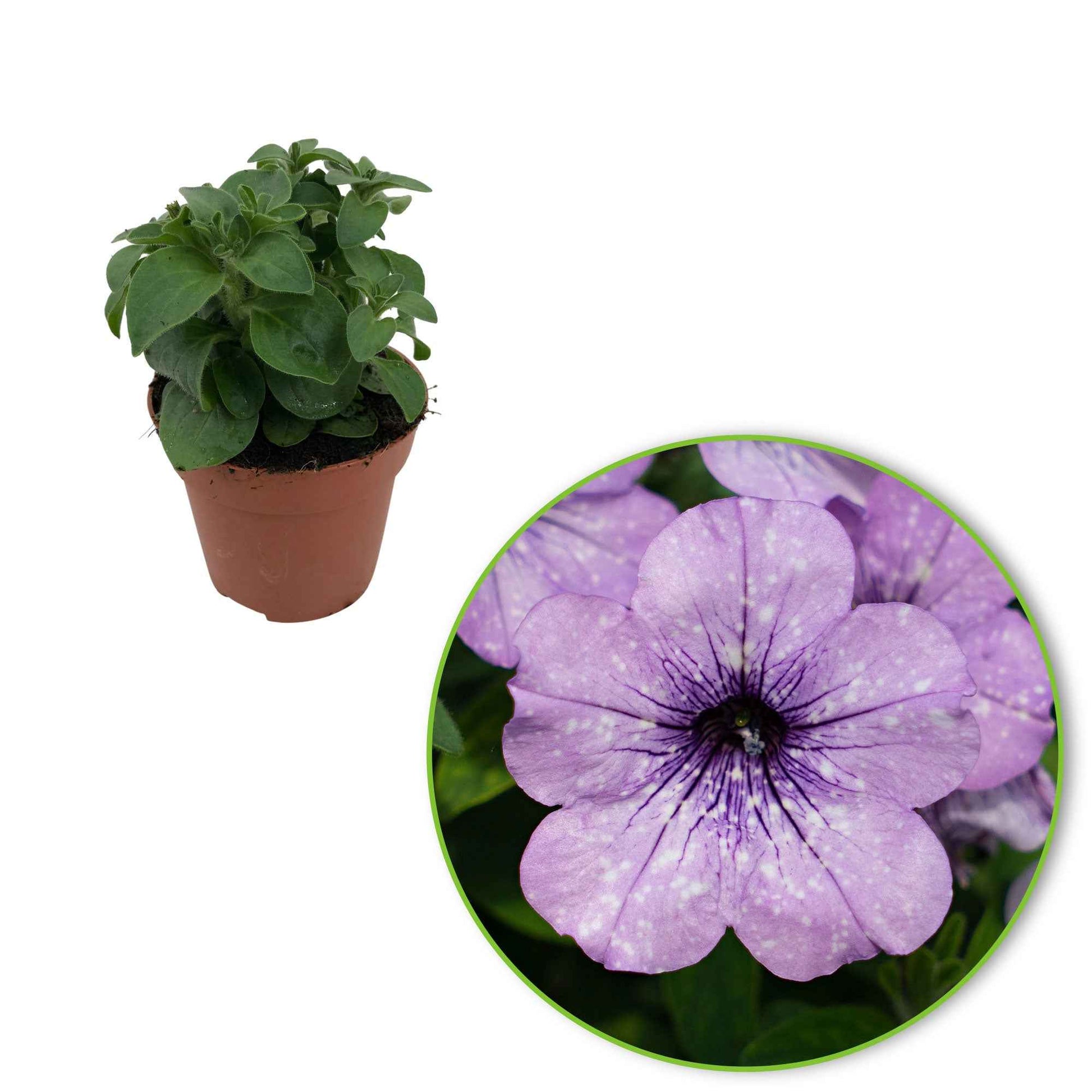 Petunie 'Lavender Sky' (x3) - Petunia lavender sky - Beetpflanzen