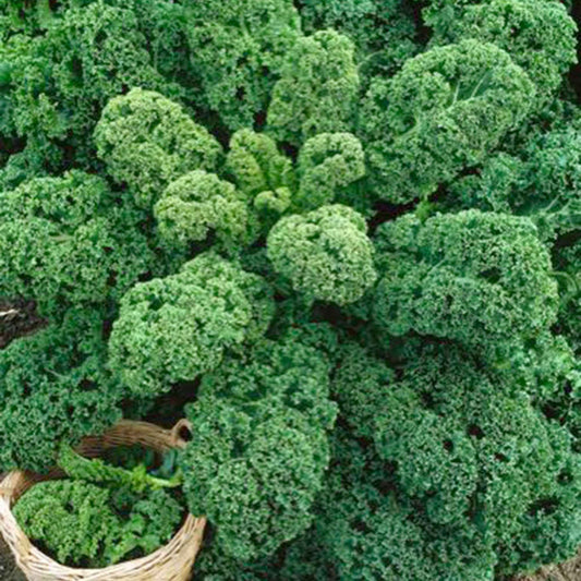 Grünkohl 'Westländer Herbst' - Brassica oleracea sabauda westlandse herfst kale - Gemüsegarten