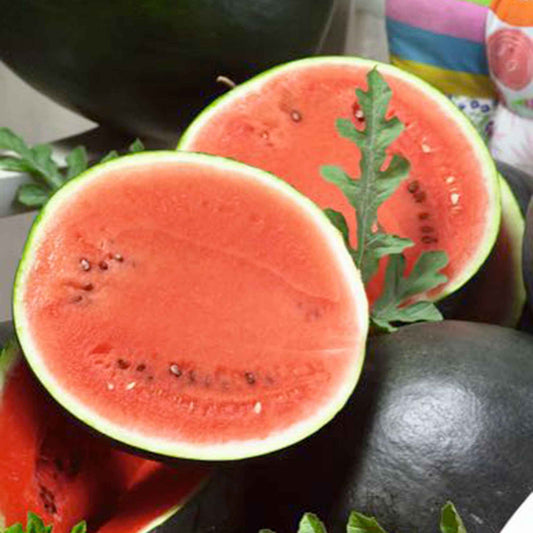 Wassermelone Citrullus 'Sugar Baby' - Bakker