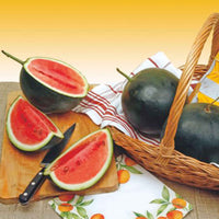 Wassermelone Citrullus 'Sugar Baby' - Citrullus lanatus sugar baby - Saatgut