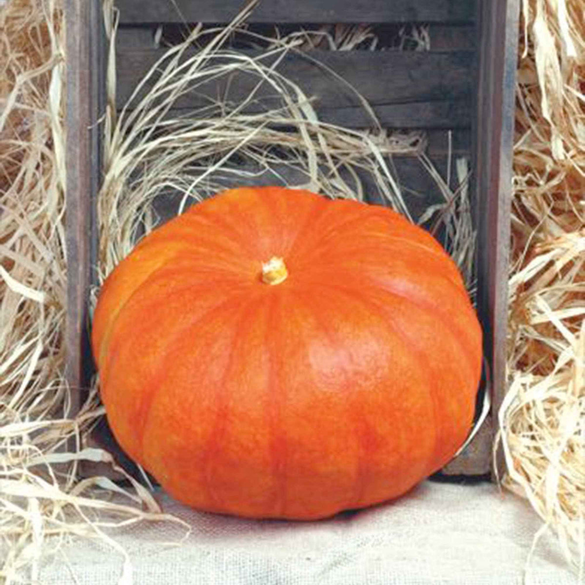 Kürbis 'Rote Zentner' - Bakker