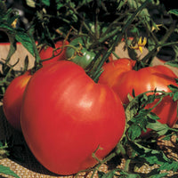 Fleischtomate 'Coeur de Boeuf' - Solanum lycopersicum coeur de boeuf - Saatgut