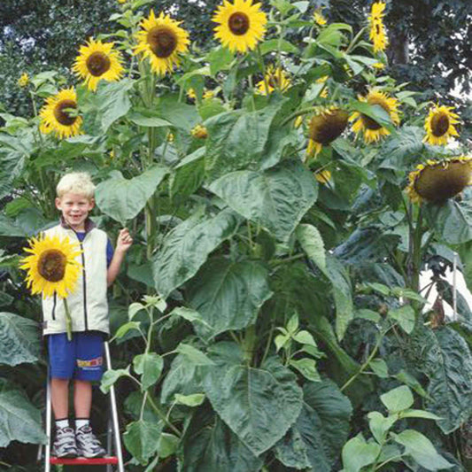 Sonnenblume 'Kong F1' - Helianthus annuus kong f1 - Gemüsegarten